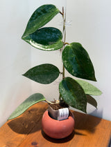 A-896 latifolia ‘Rimba Perak’