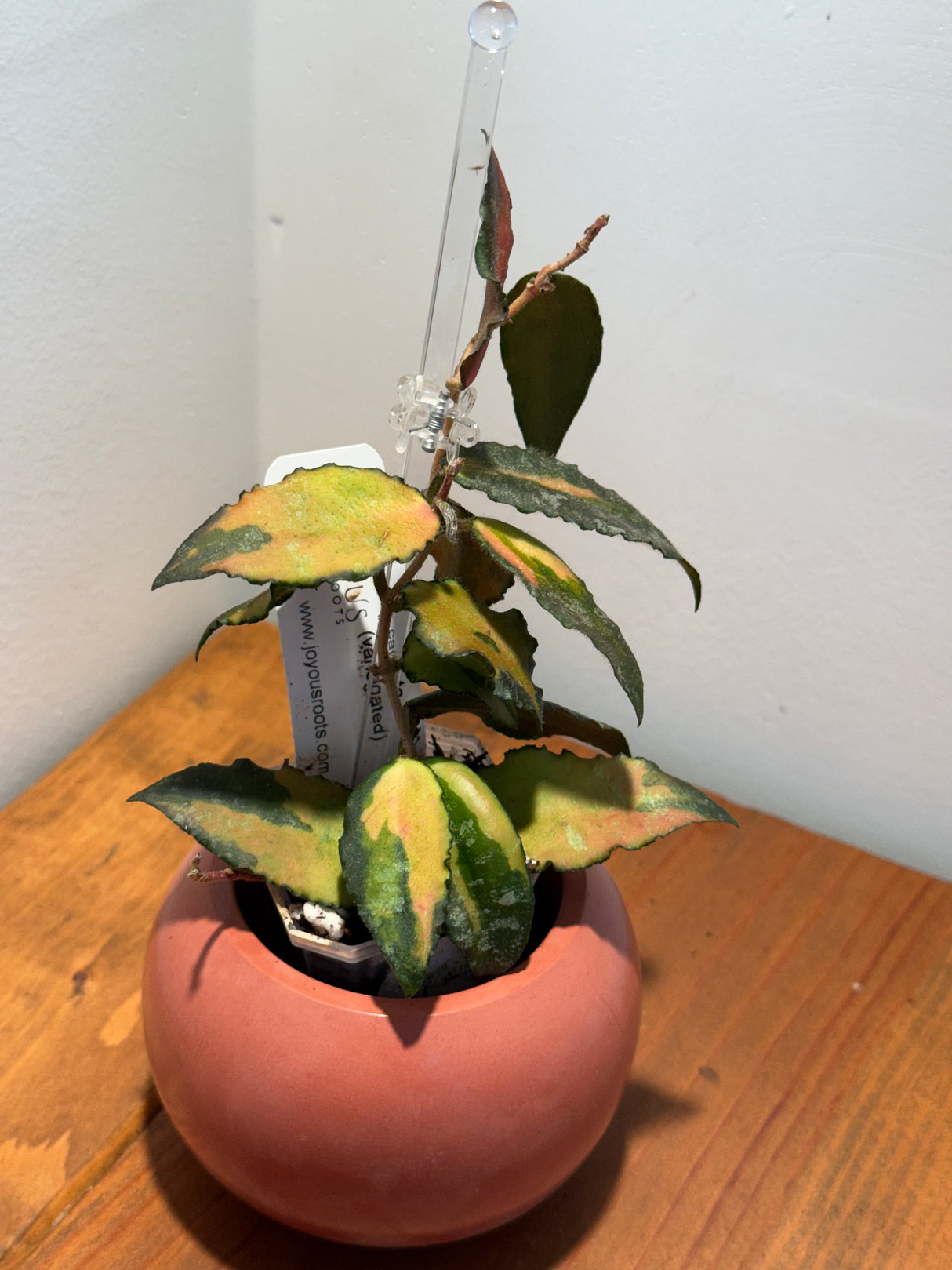 A-174 caudata (variegated)