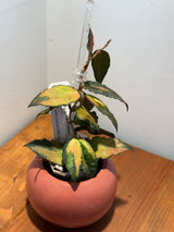 A-174 caudata (variegated)