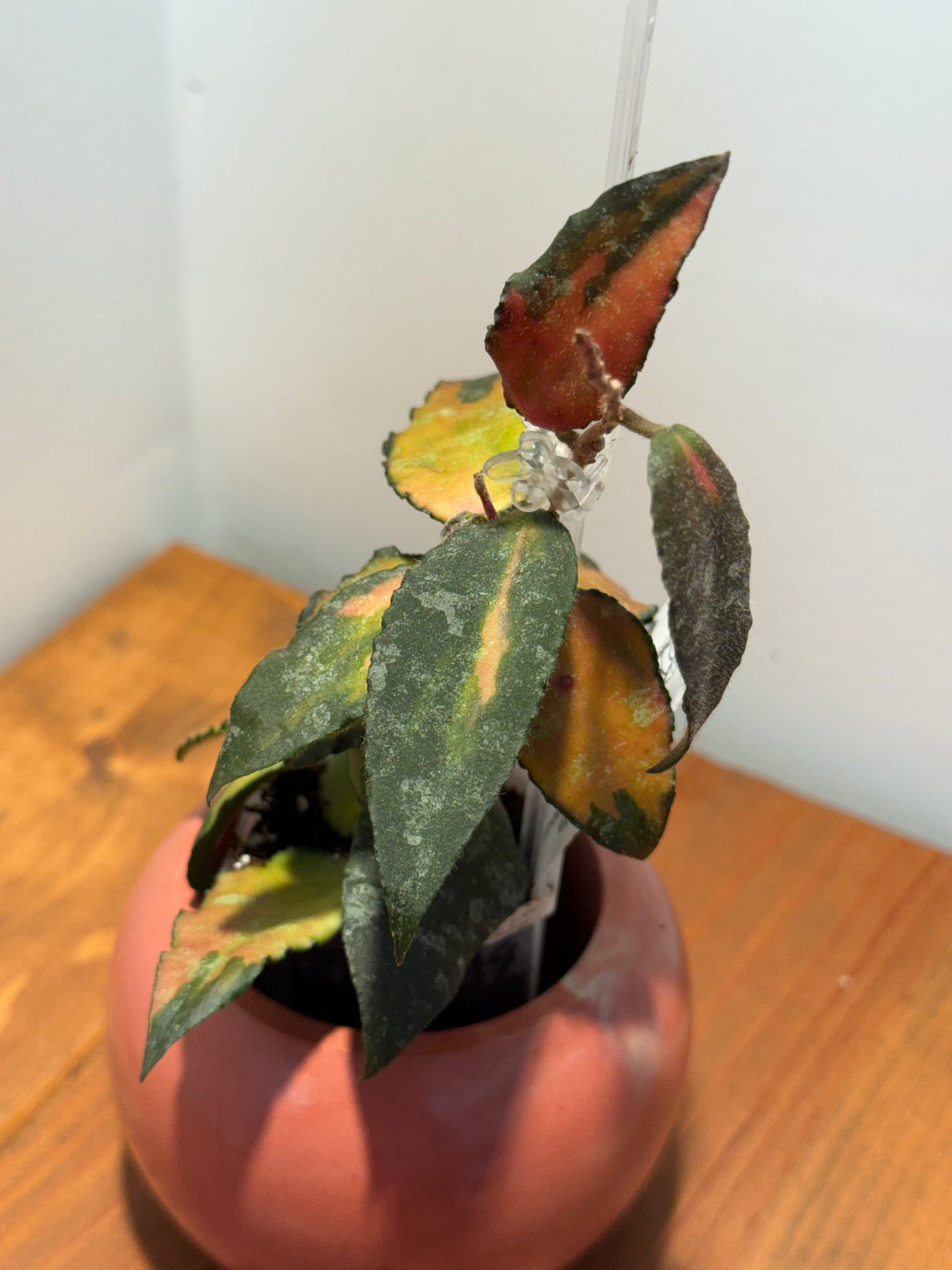 A-174 caudata (variegated)