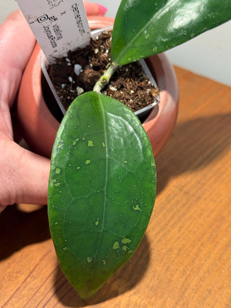 C-470 clemensiourum X aff. vitellina ￼