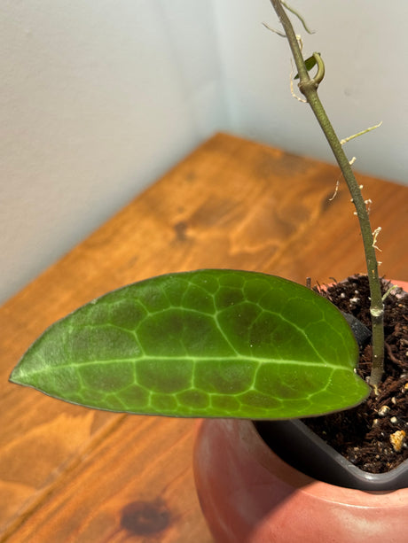 C-471 RTX01 (elliptical (Gensan) x cinnamomifolia var pureofusca)