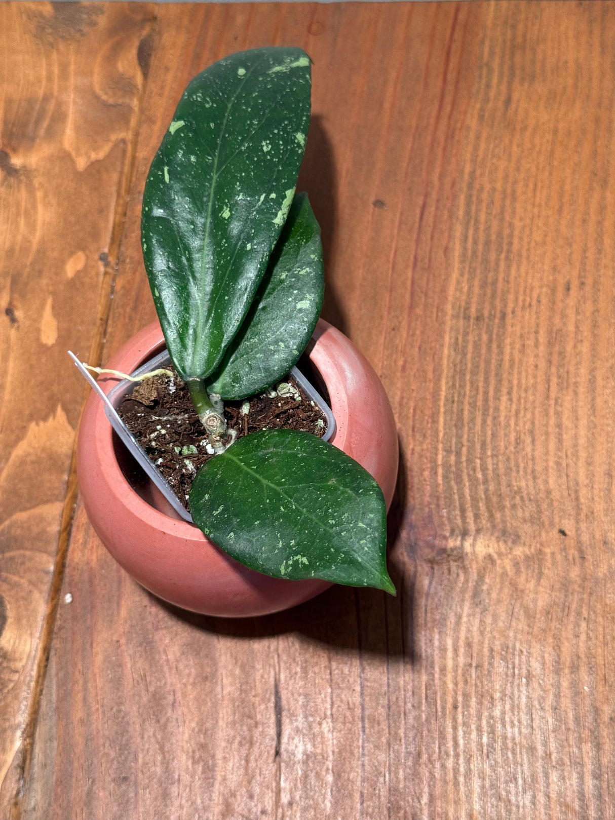 C-474 RHM2459 – B (clemensiorum X UNK)