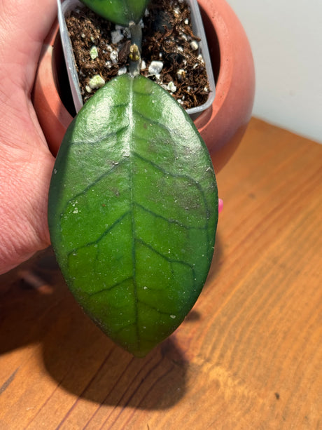 C-646 YMH012 (KSB01 x clem NAPC seed 4)