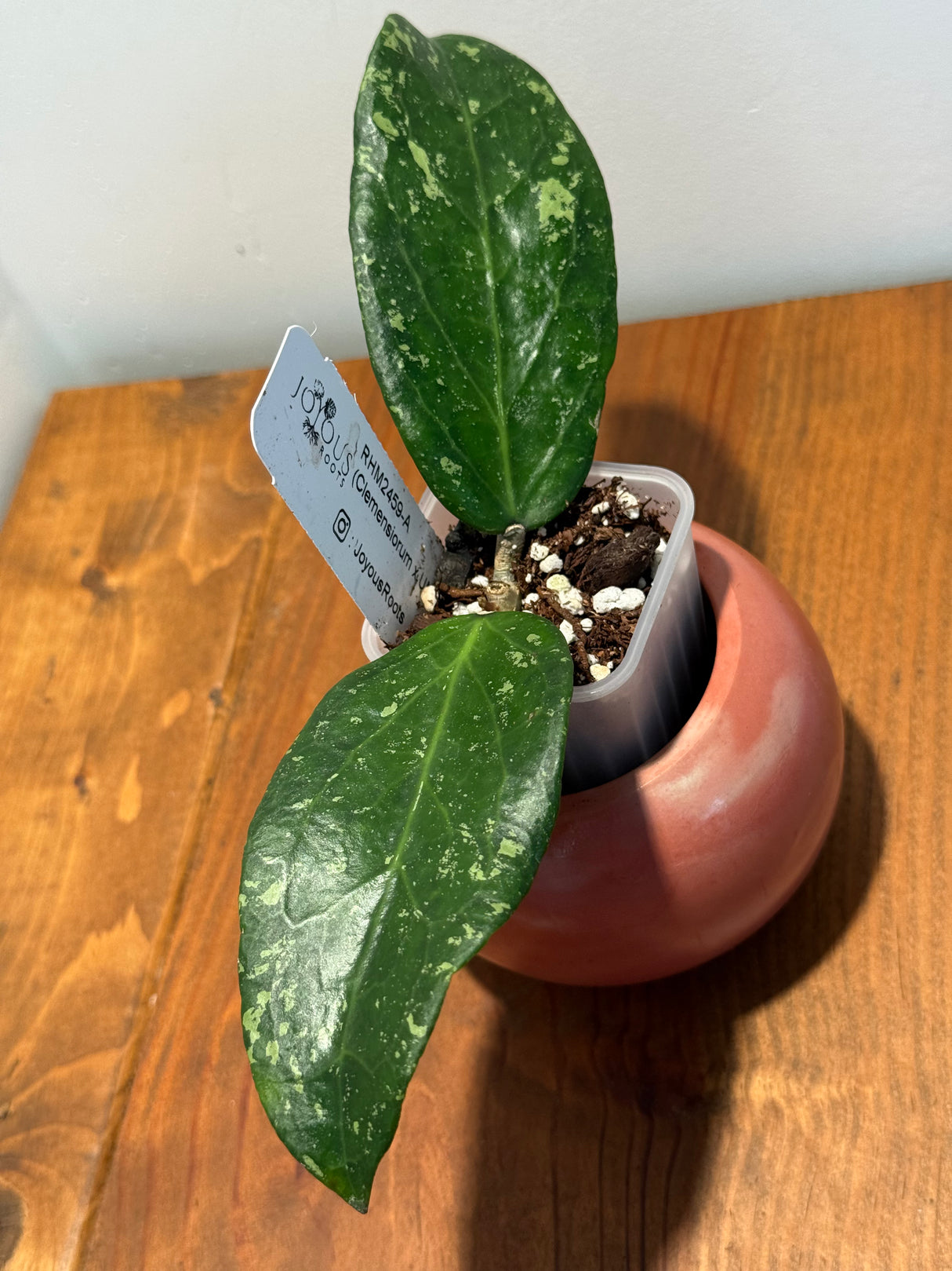 C-647 RMH2459 – A (Clemensiorum x UNK)