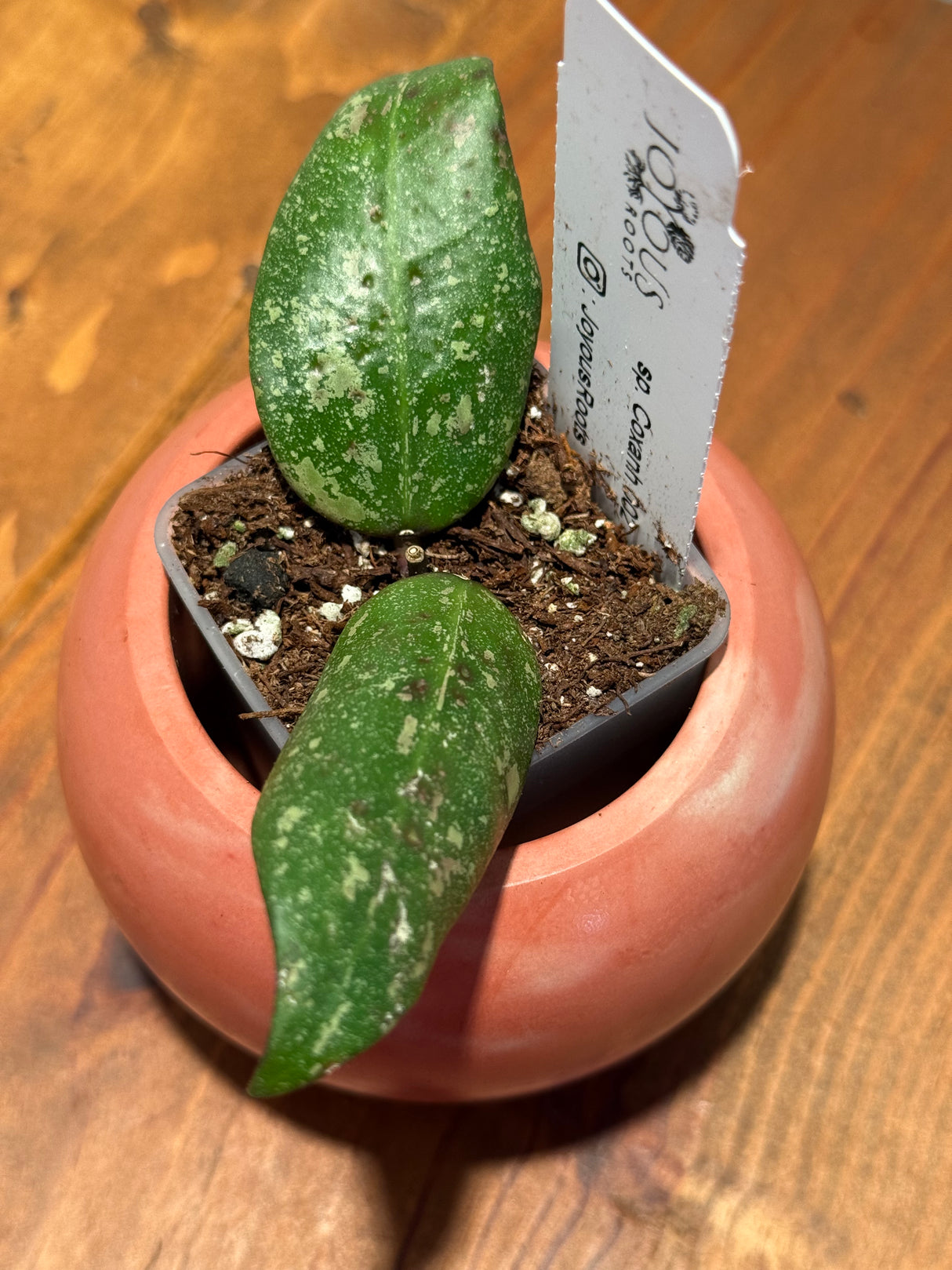 C-654 sp. Coxanh 002
