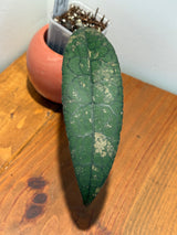 C-648 Clemensiorum NAPC045