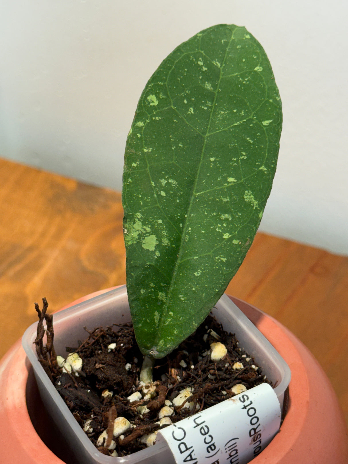 C-655 YMH004 NAPC-a (erythrina (ache) x aff. Lambii)