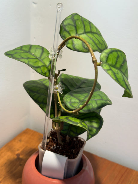 A-352 Callistophylla ‘Obsidian’