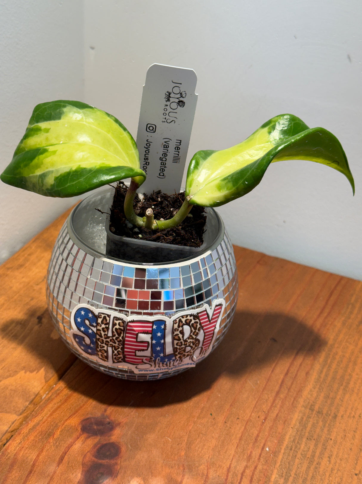 D-036 merrillii (variegated)
