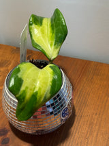 D-036 merrillii (variegated)