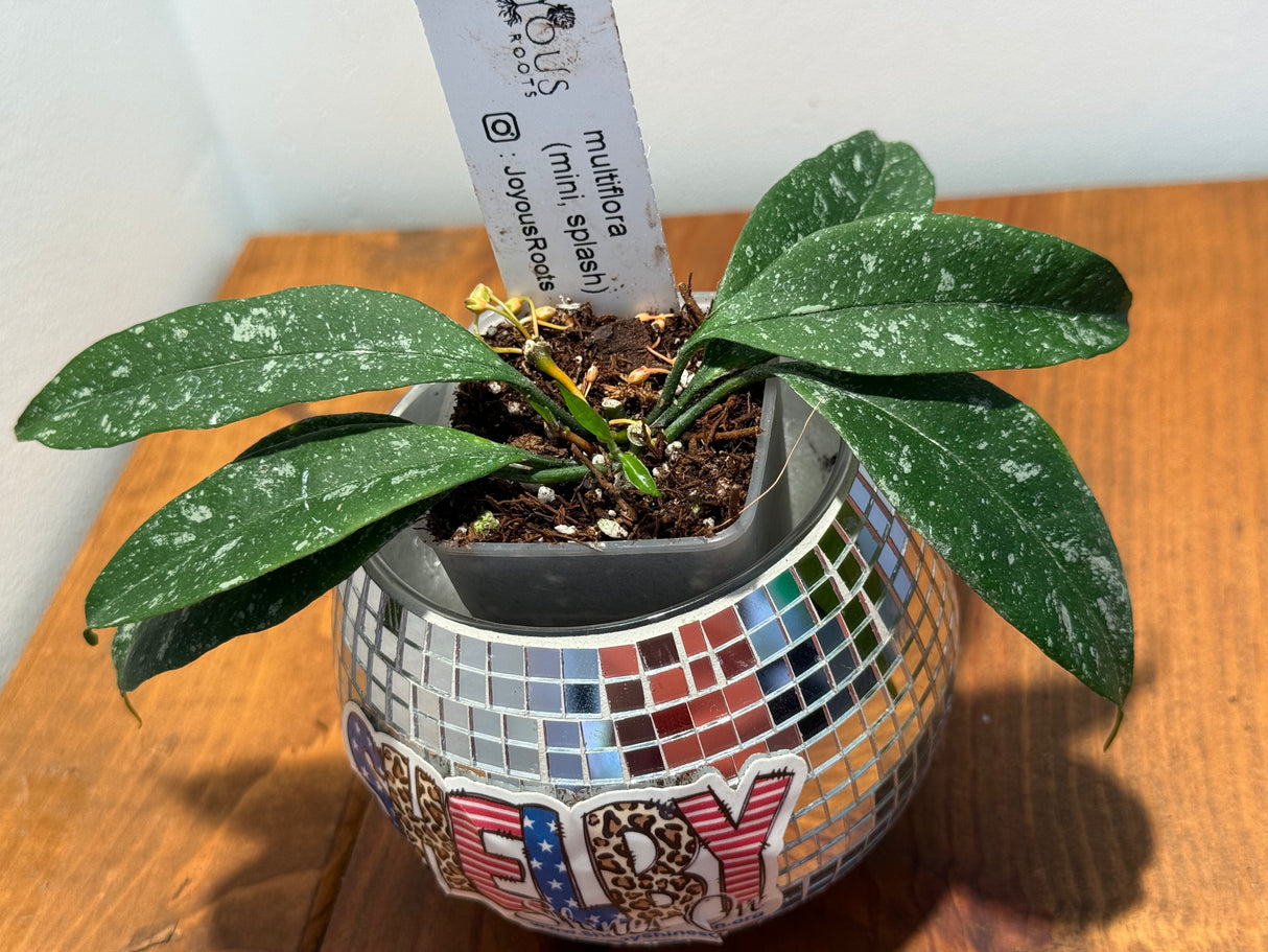 D-046 Multiflora (mini, splash)