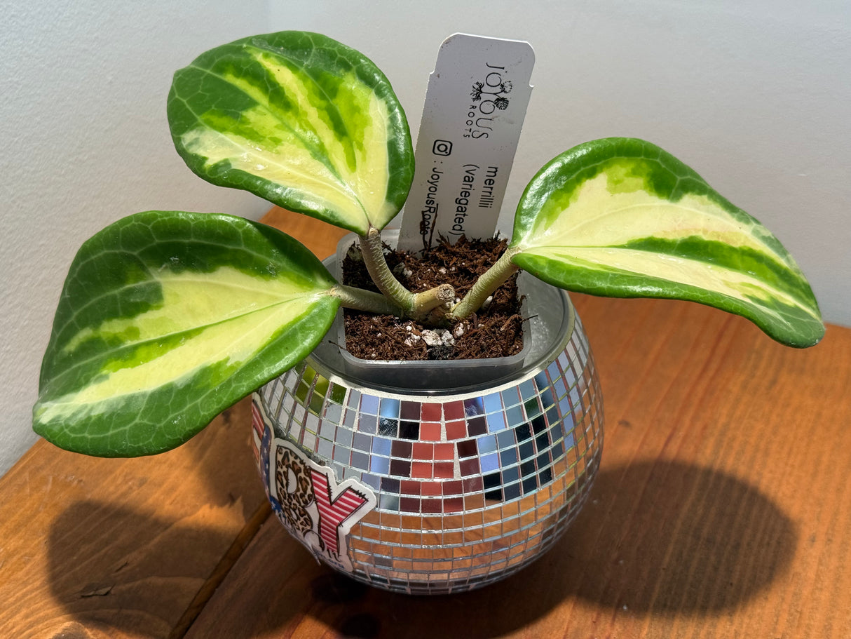 D-034 merrillii (variegated)