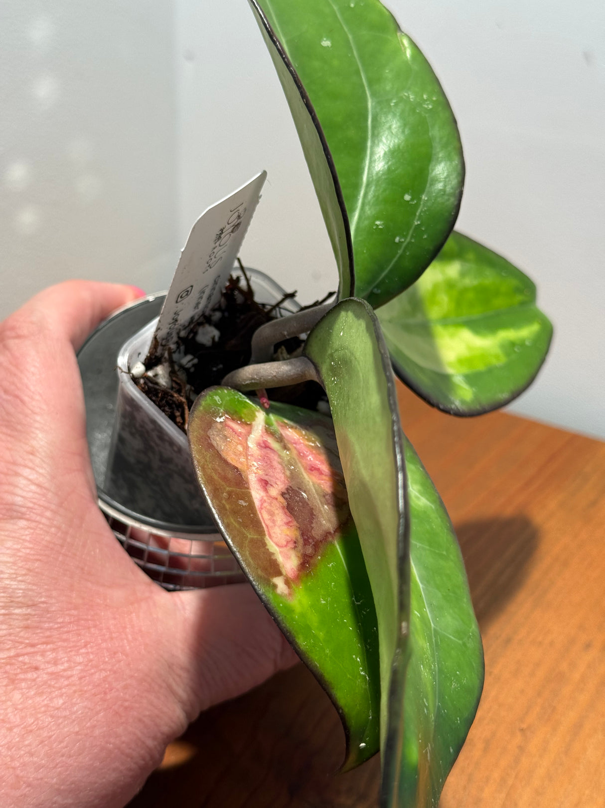 D-041 cinnamomifolia (inner, variegated)