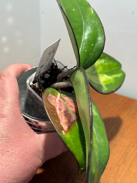 D-041 cinnamomifolia (inner, variegated)