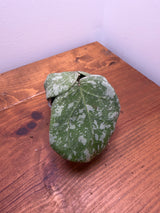 E-658 cinnamomifolia x imbricata