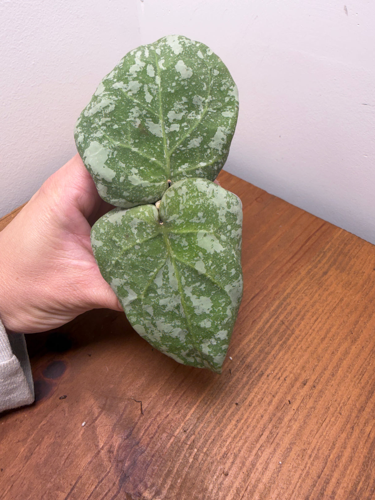 E-658 cinnamomifolia x imbricata