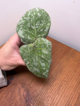 E-658 cinnamomifolia x imbricata