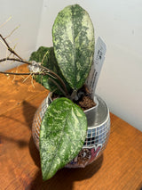 D-063 ‘Marshmallow Puff’ RMH24116-AL1