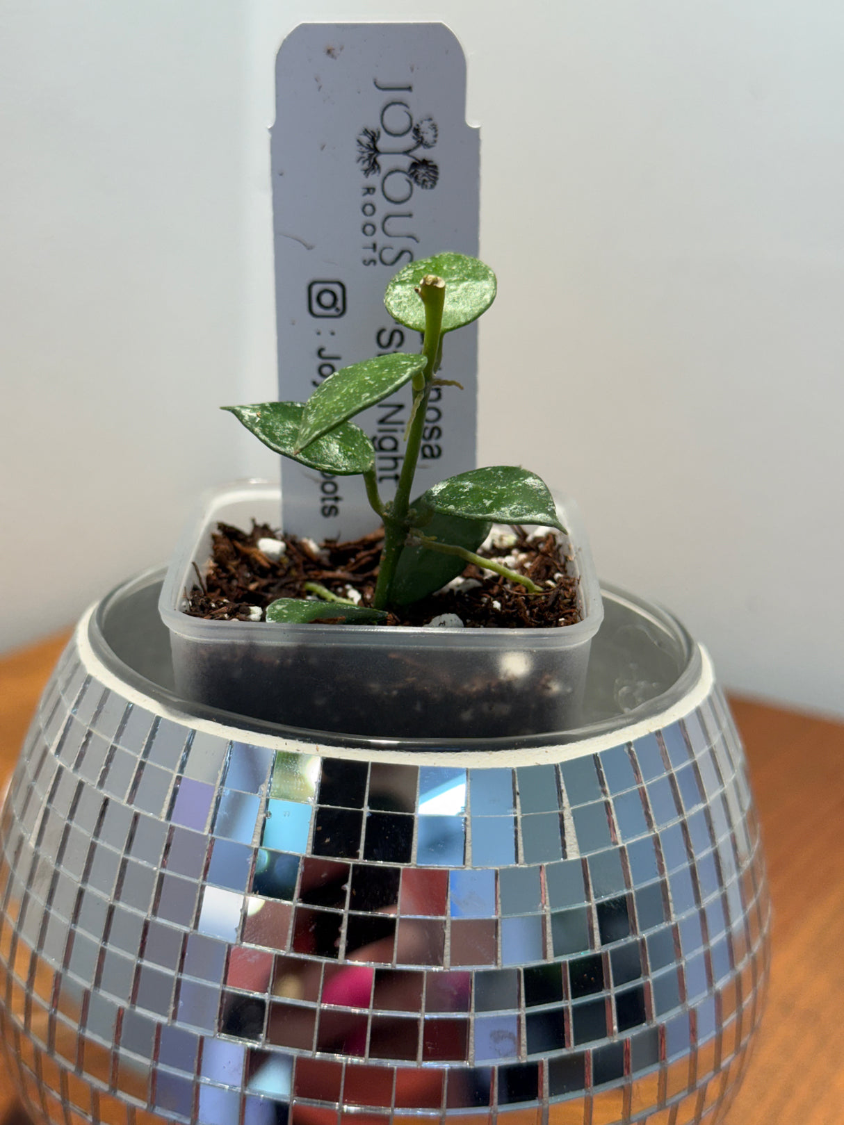D-040 lacunosa ‘Star Night’