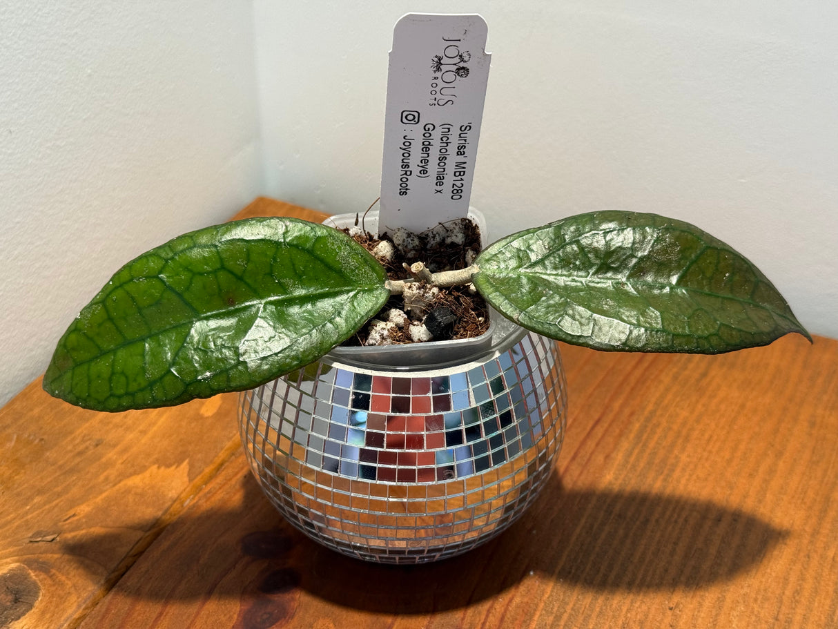 D-047 ‘Surisa’ MB1280 (nicholsoniae x Goldeneye)