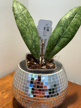 D-048 Finlaysonii (silver)