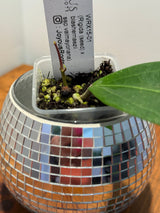 D-056 WRX15–01 (Rigida (seed) X blashernaezii ssp. valmayoriana)