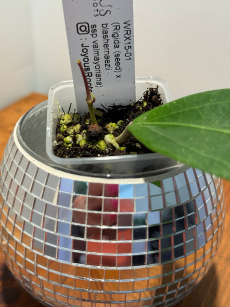 D-056 WRX15–01 (Rigida (seed) X blashernaezii ssp. valmayoriana)