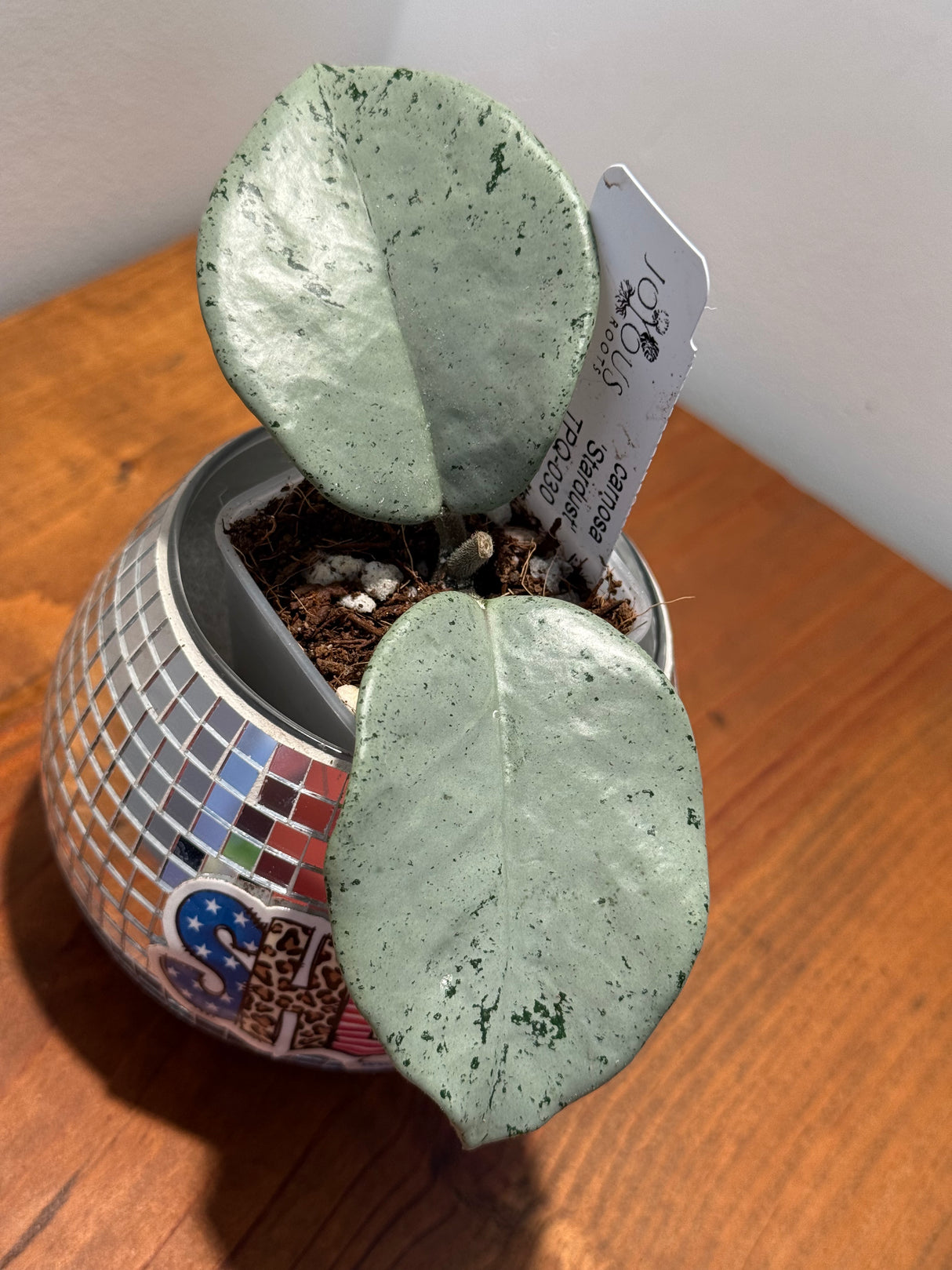 D-059 carnosa ‘Stardust’ TPQ-030