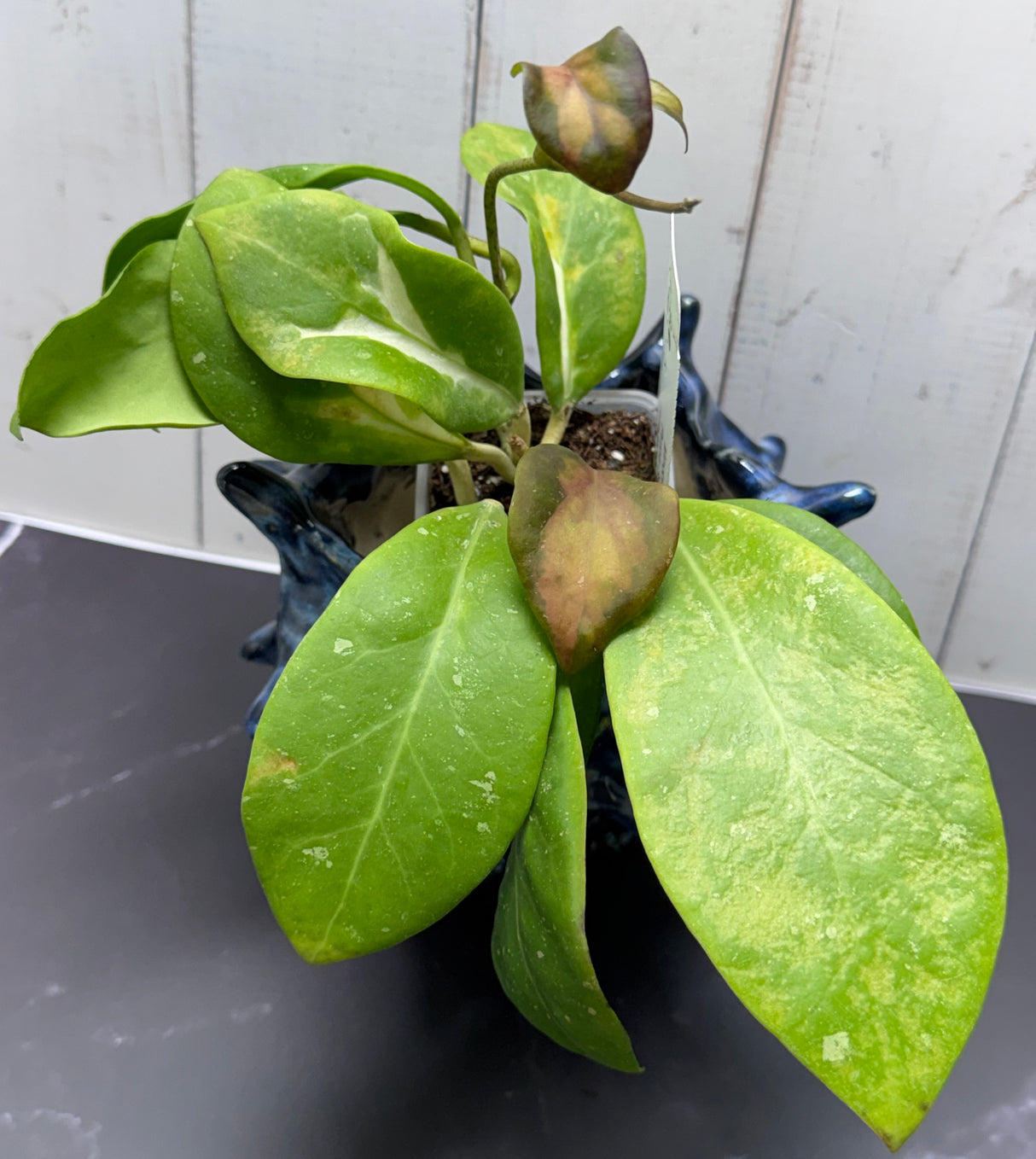 E-362 Mindorensis 'Purple Star' variegated