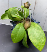 E-362 Mindorensis 'Purple Star' variegated