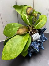 E-362 Mindorensis 'Purple Star' variegated