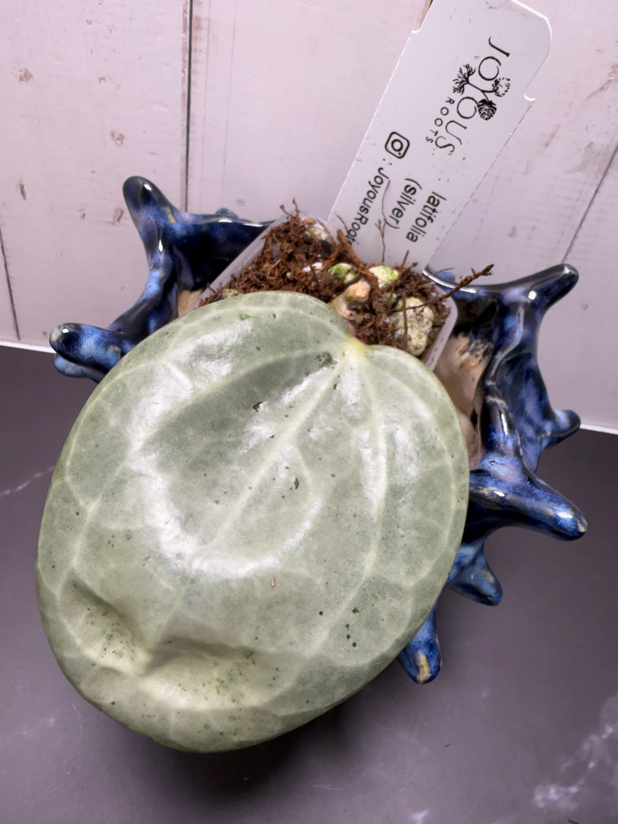 E-000 latifolia (silver)