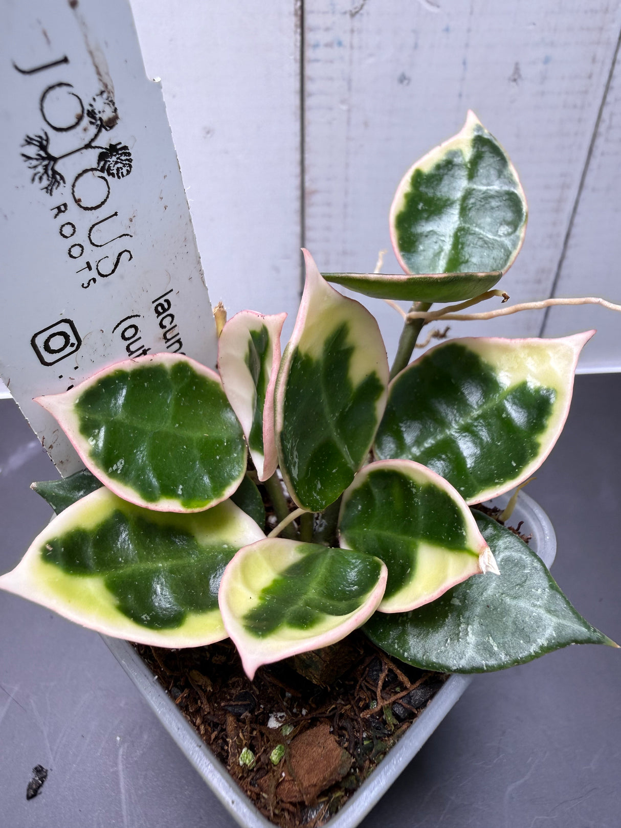 E-361 lacunosa 'Asami' (outer var. clone 1)