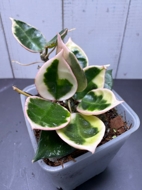 E-361 lacunosa 'Asami' (outer var. clone 1)