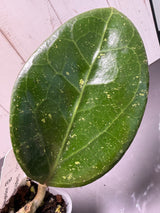 E-363 ovalifolia