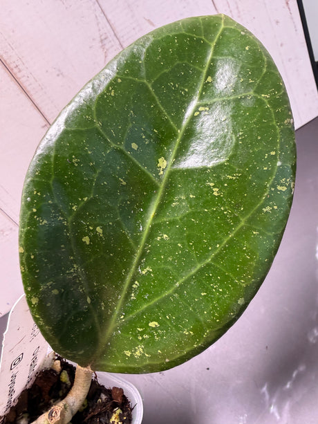 WE-363 ovalifolia