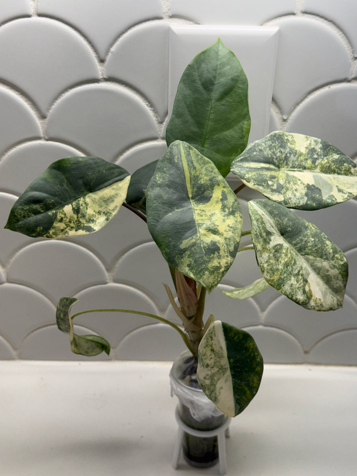 C-336 Perakensis variegated