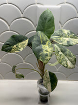 C-336 Perakensis variegated