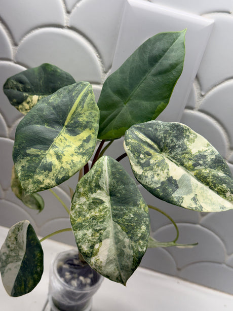 C-336 Perakensis variegated