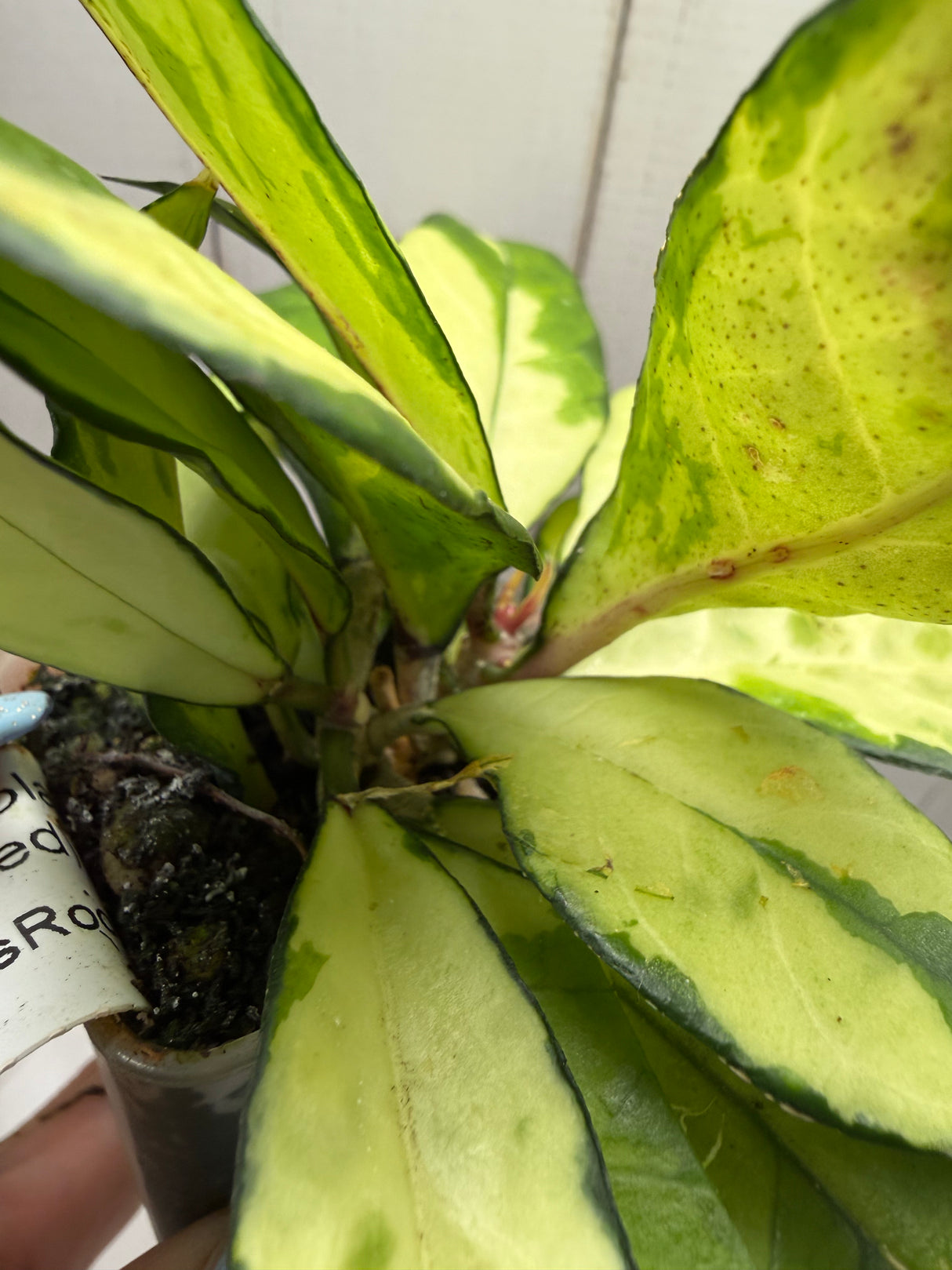 E-637 crassipetiolata (variegated)
