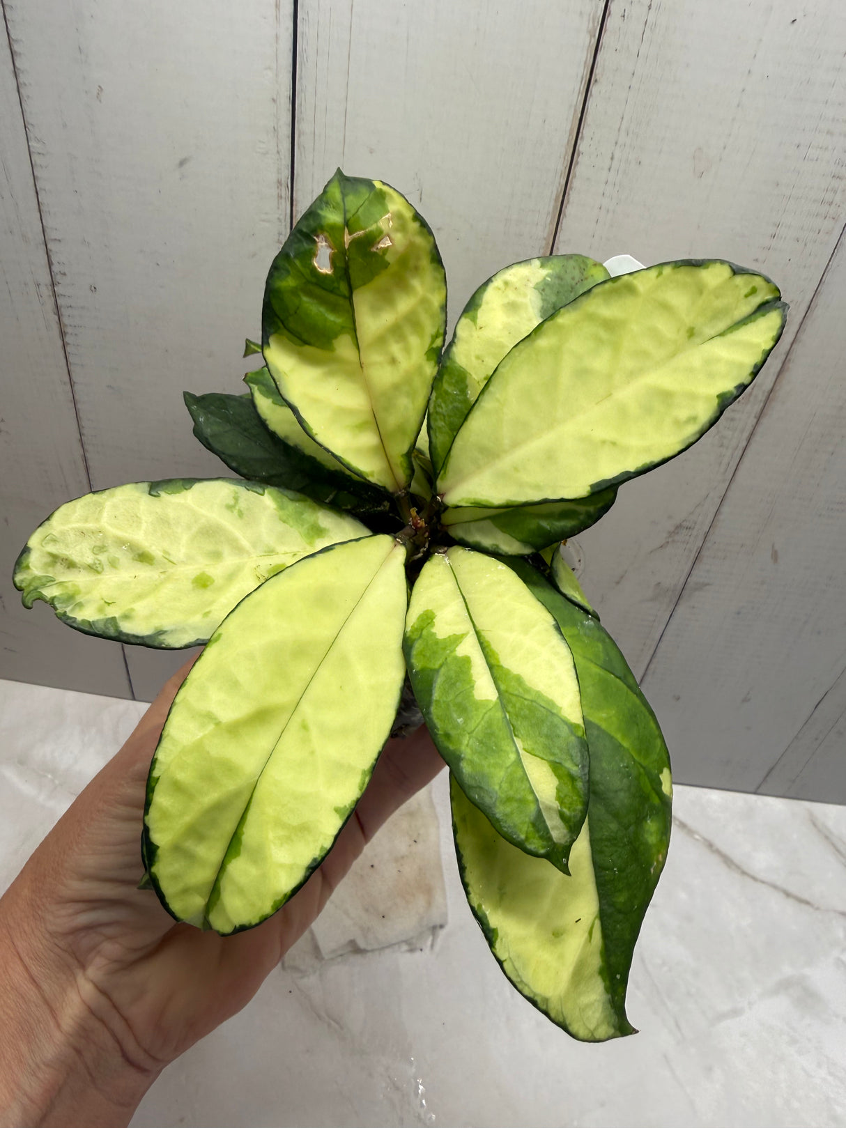 E-637 crassipetiolata (variegated)