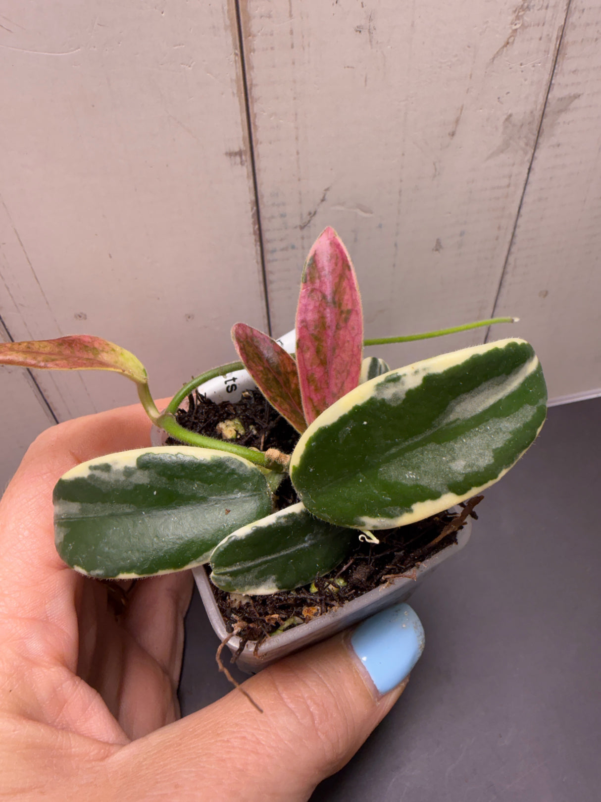 D-835 lyi 'Prism'