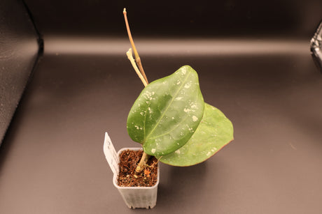 WD-458 loyceandrewsiana (FKA latifolia IML0088)