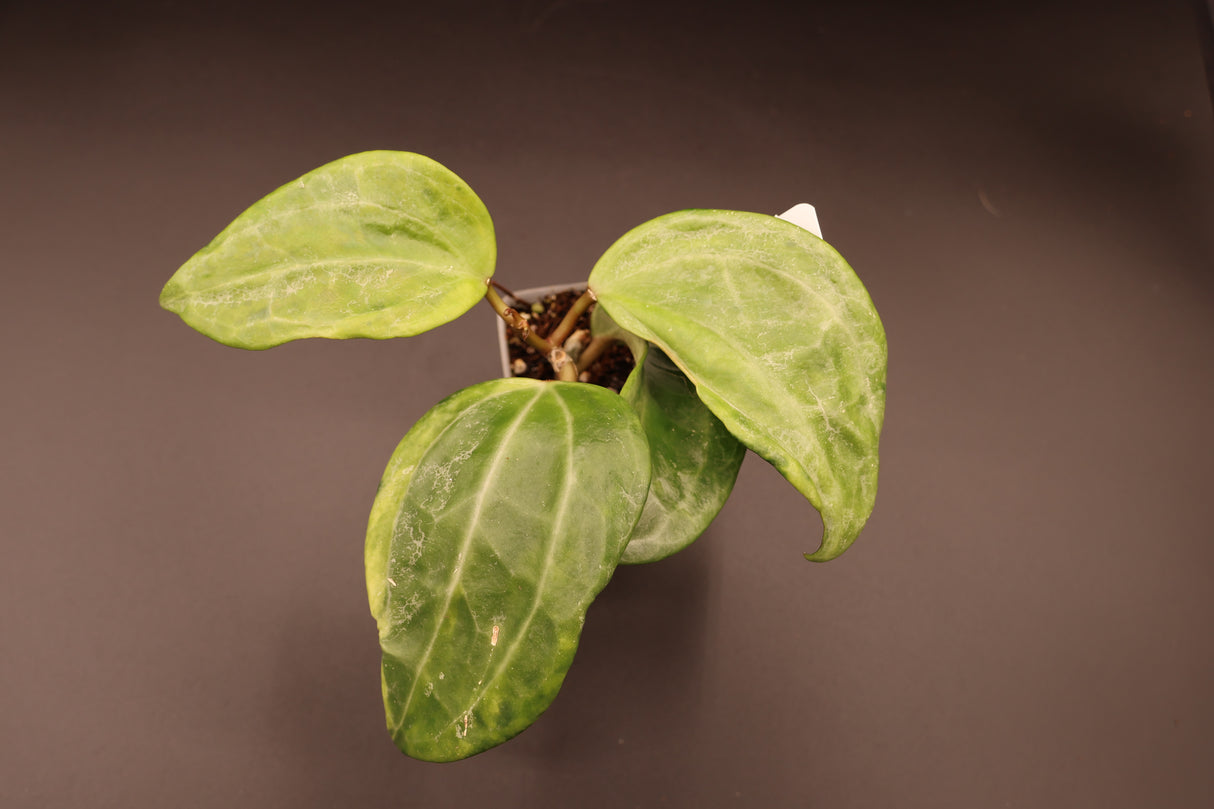 latifolia (variegated, UPT011) - WE-061