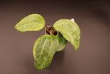 latifolia (variegated, UPT011) - WE-061