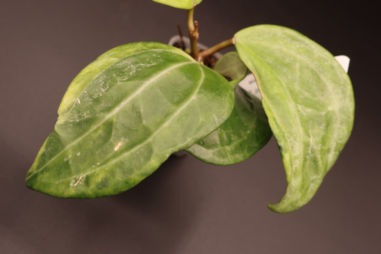 latifolia (variegated, UPT011) - WE-061