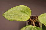 latifolia (variegated, UPT011) - WE-061