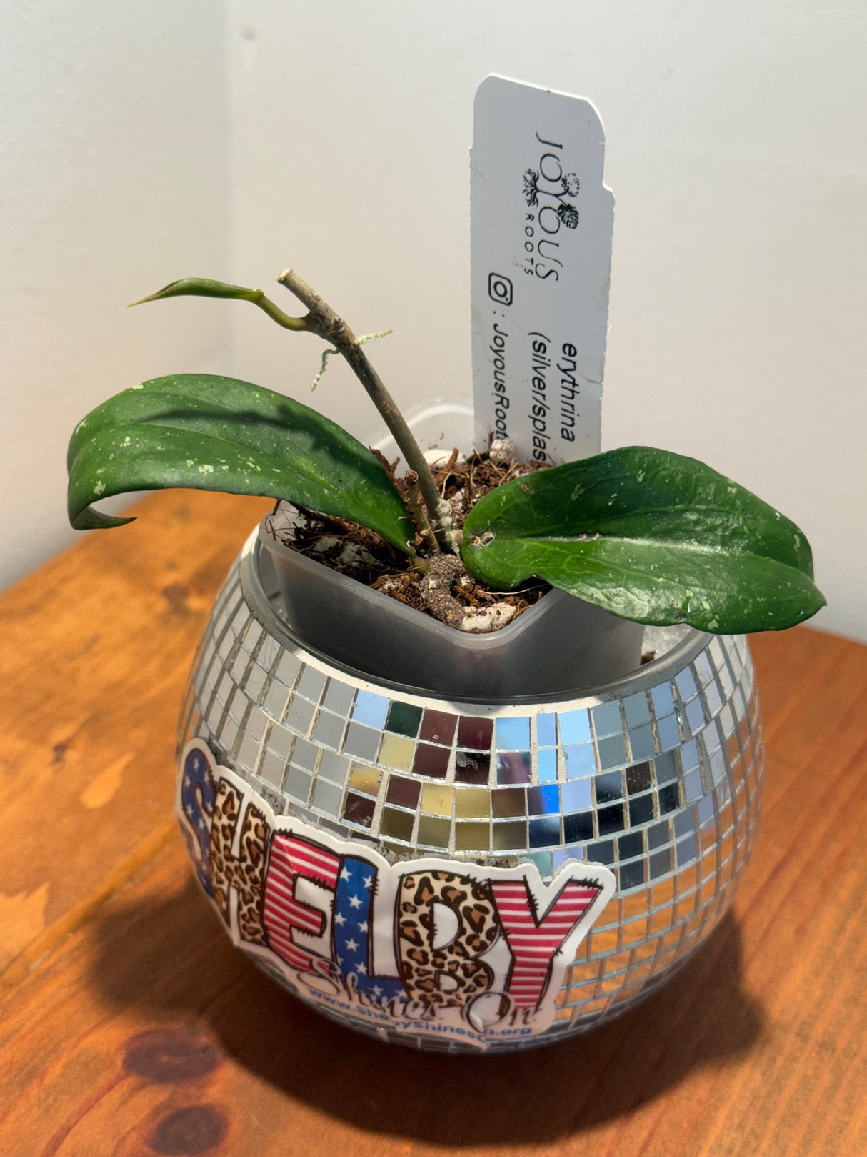 D-184 erythrina (silver/splash)
