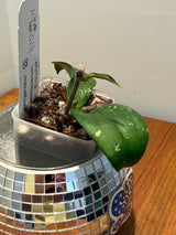 D-184 erythrina (silver/splash)